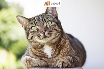  Siatki dla kotów - Zabezpieczenie kota domowego 