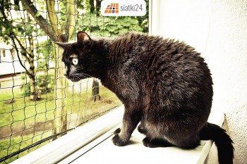 Siatka na balkon dla kota 