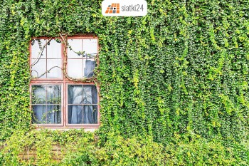  Jak i czym zrobić zieloną ścianę z roślin pnących? Odpowiedź Siatka! 