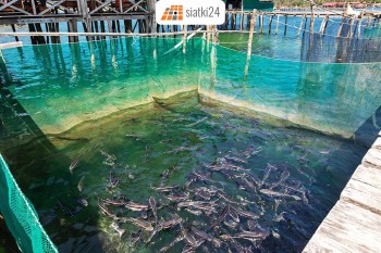  Siatka na staw - Narybek - siatka na wymiar i zabezpieczenia ryb 